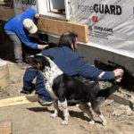 Outdoor photo of two workers sealing a foundation with a dog watching them.