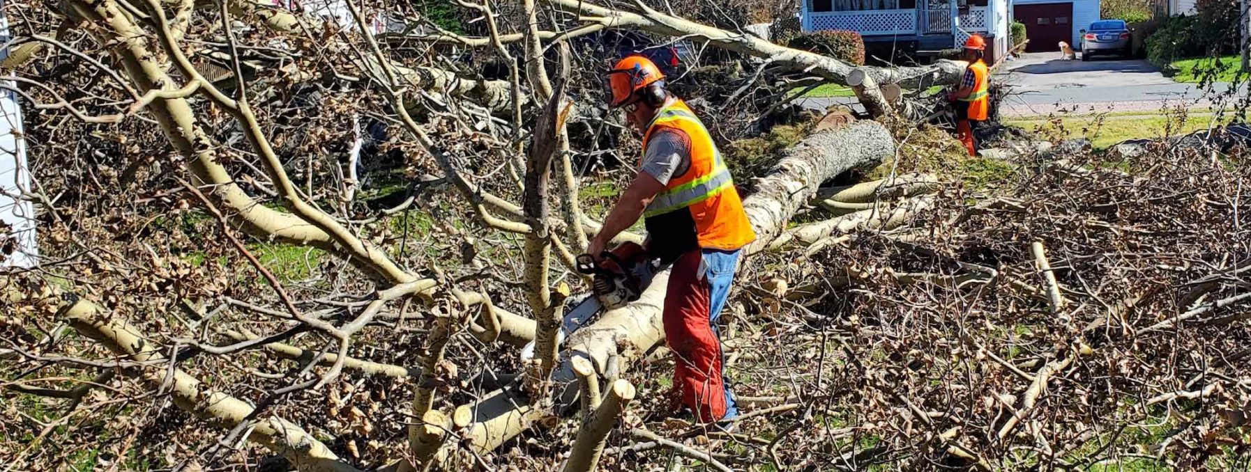 MDS volunteers from the Bethel Mennonite Church cut fallen trees in Nova Scotia