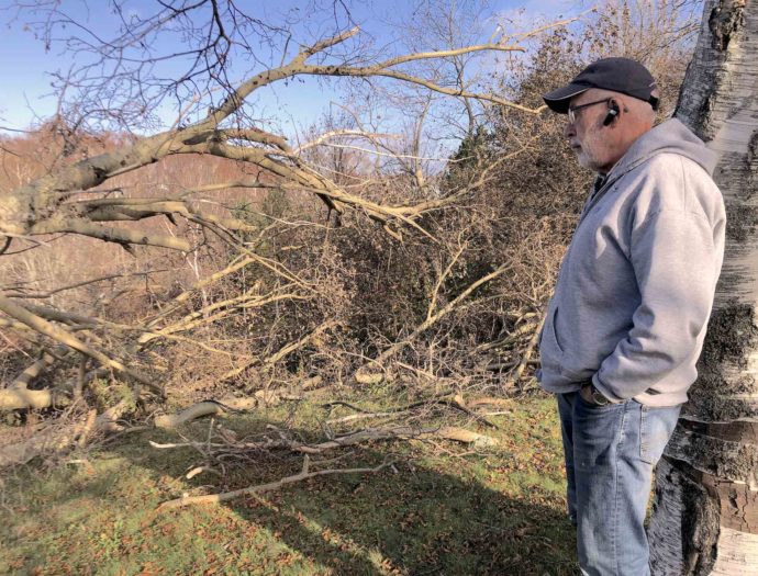 Nick Hamm surveys trees damaged by Hurricane Fiona in Glace Bay, NS.