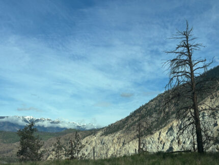 Scorched tree on mountainside