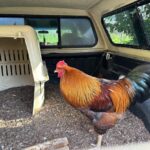 A rooster