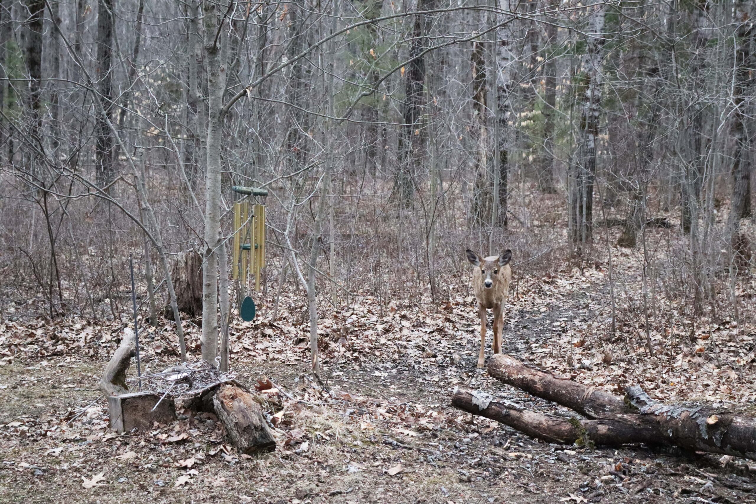 A deer grazes in a wooded backyard