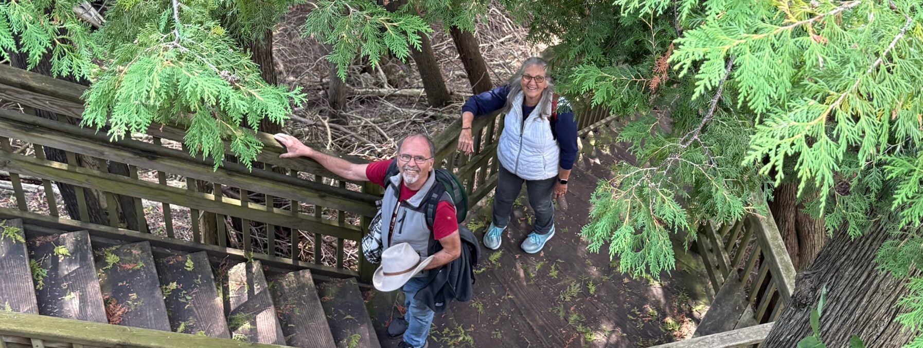 Volunteers exploring through the trees on wooden stairs