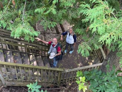 Volunteers exploring through the trees on wooden stairs