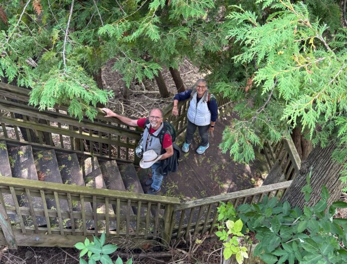 Volunteers exploring through the trees on wooden stairs